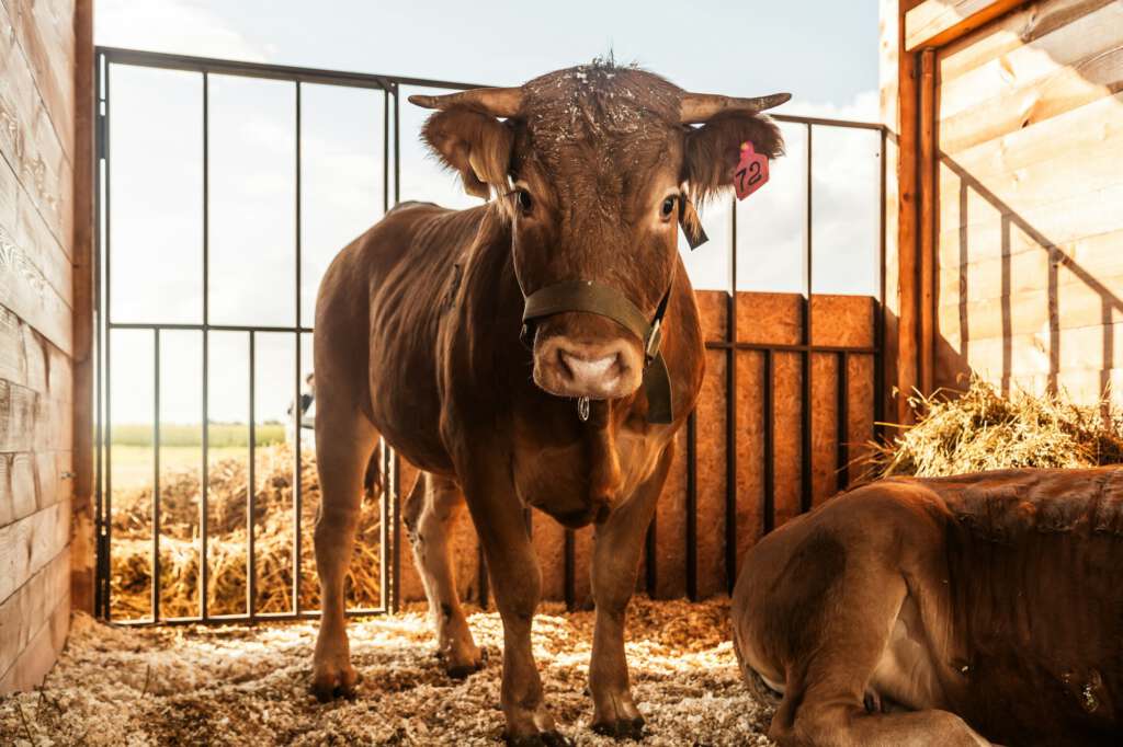Farm cow portrait