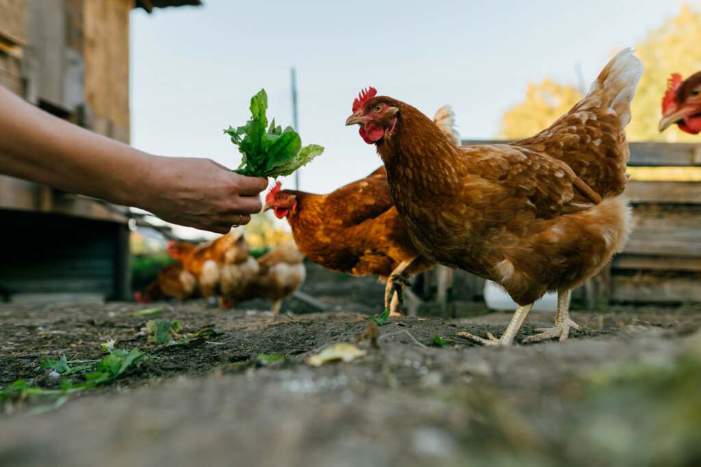 rotes Huhn ist frische Blätter aus der Hand des Bauerns