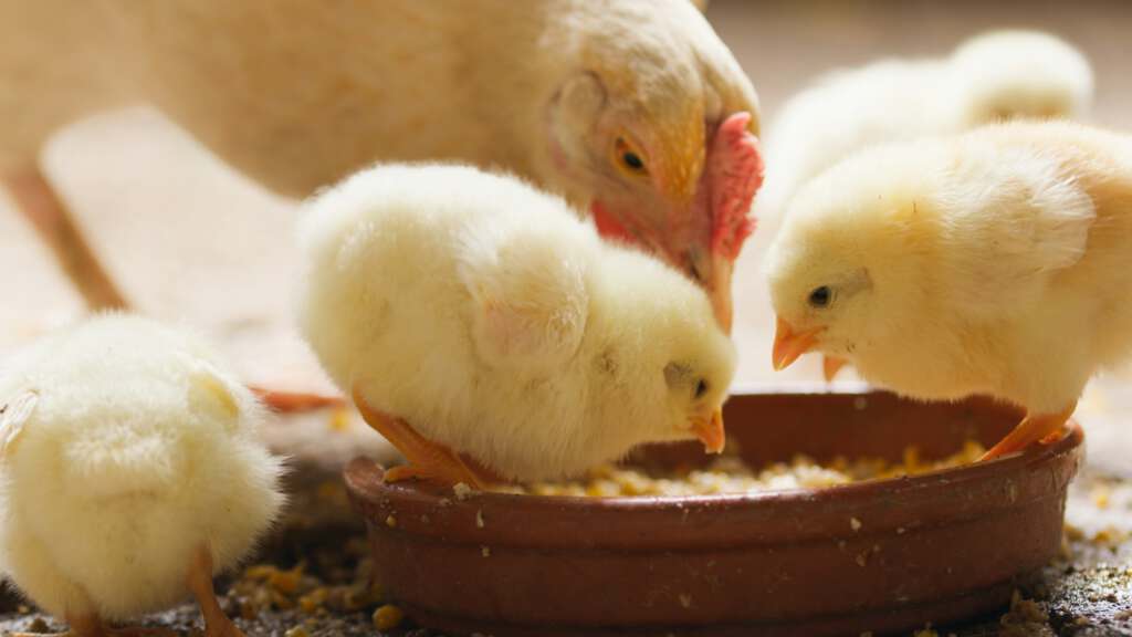 Gelbe Küken essen mit Huhn aus einer Schüssel
