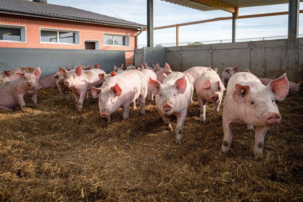 Mehrere Schweine in einem Außengehege